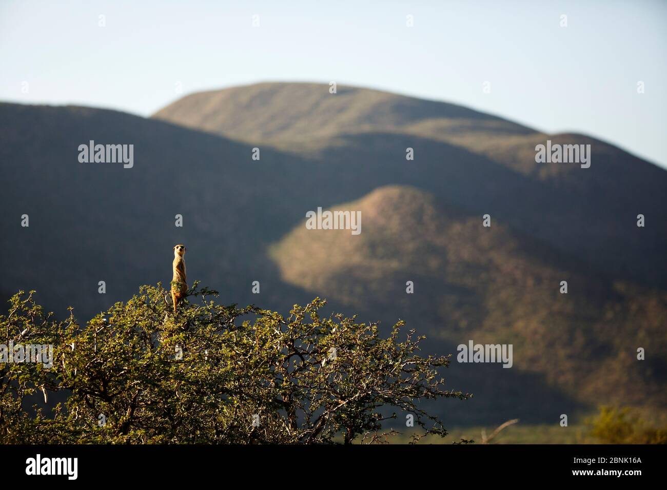 Meerkat (Suricata suricatta) comportamento della voce in albero, Sudafrica Foto Stock