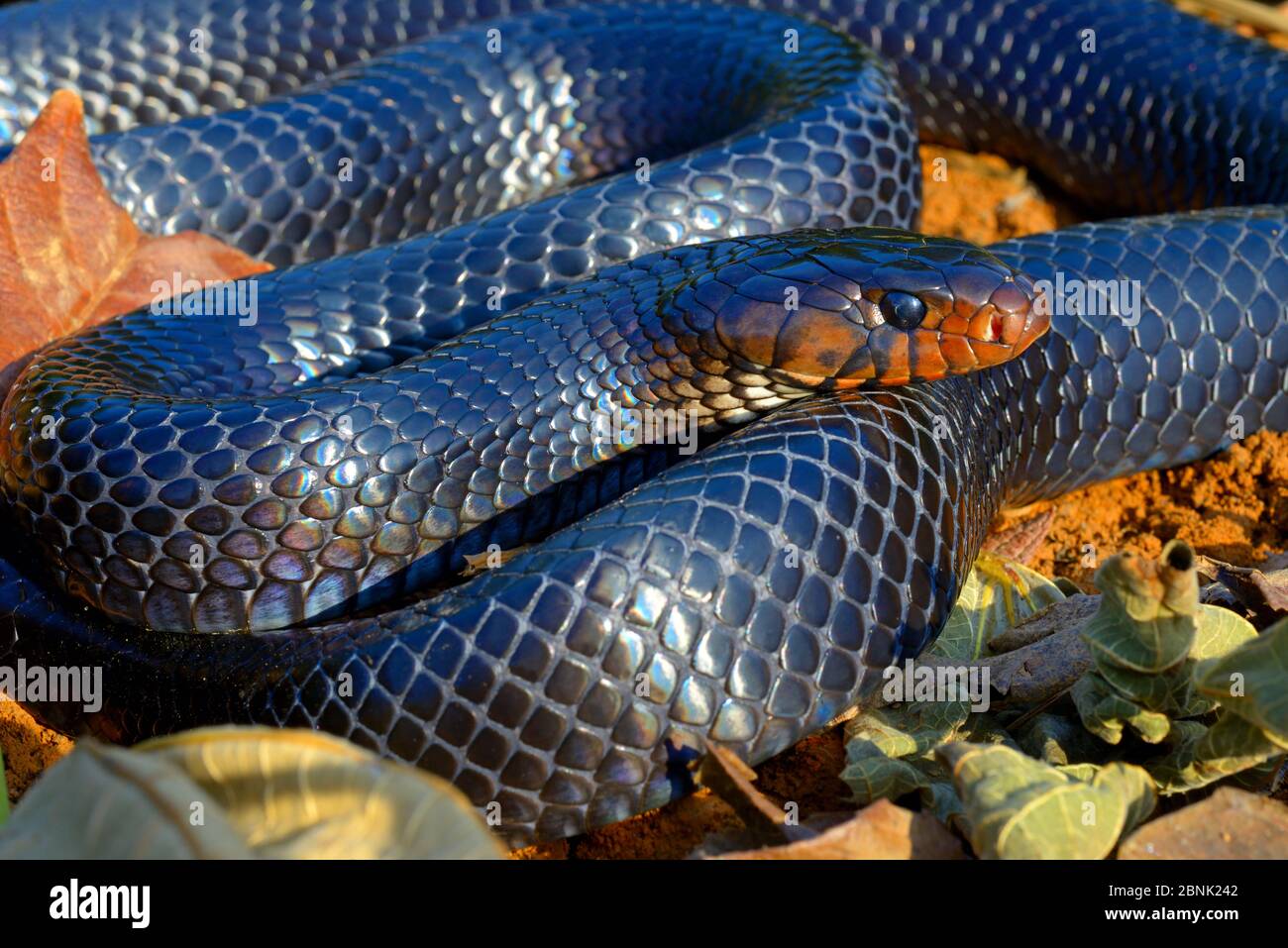 Serpente orientale dell'indaco (Drymarchon coupéri) prigioniero, si verifica nel Sud-Est degli Stati Uniti. Foto Stock