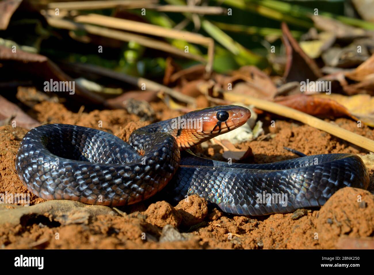 Serpente di indaco orientale (Drymarchon coupéri) si verifica nel Sud-Est degli Stati Uniti. Prigioniero. Foto Stock