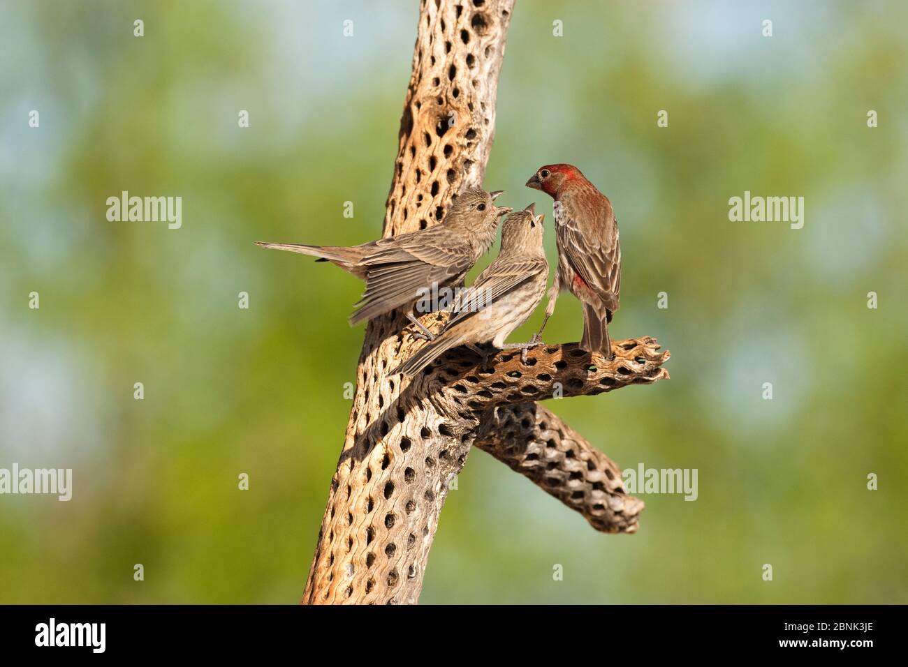 Casa finch (Carpodacus mexicanus) adulto che alimenta giovane, sul ramo, Madera Canyon, Arizona, USA, aprile. Foto Stock