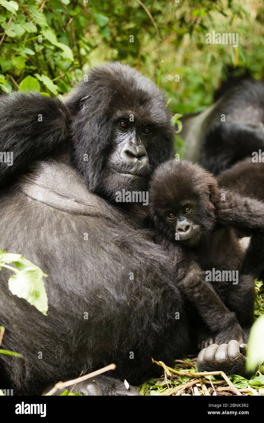 Gorilla di montagna (Gorilla beringei beringei) madre e bambino dal gruppo Sabyinyo, Parco Nazionale dei Vulcani / Parc National des Volcans, Ruanda. Foto Stock