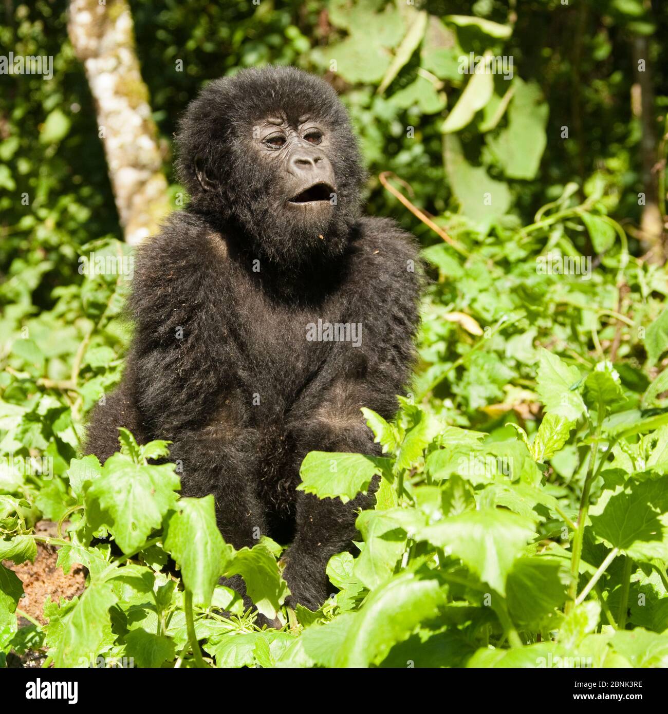 Gorilla di montagna (Gorilla beringei beringei) bambino in nido di giorno, Gruppo Kwitonda, Parco Nazionale dei Vulcani / Parc National des Volcans, Ruanda, Africa Foto Stock