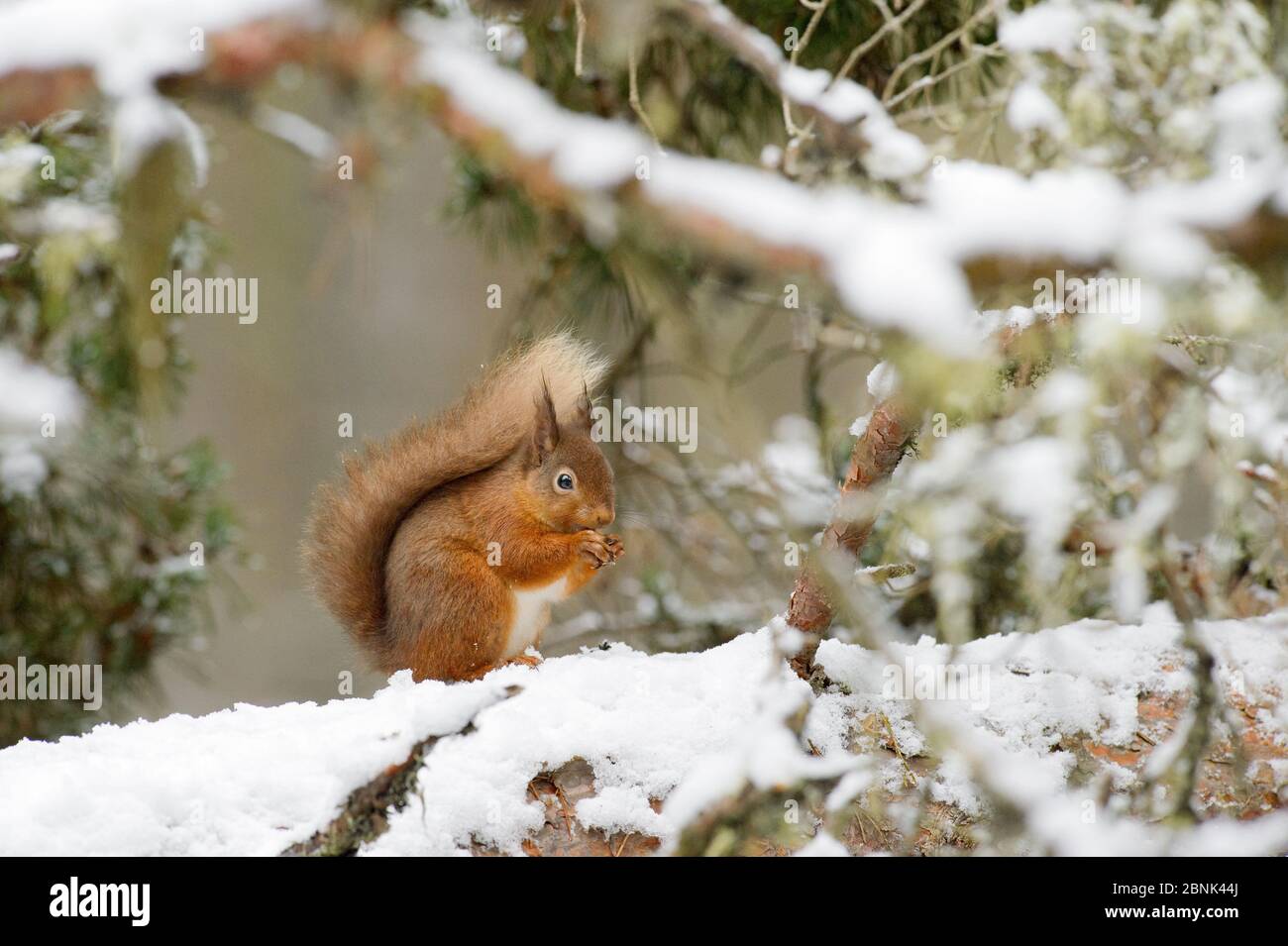 Scoiattolo rosso (Sciurus vulgaris) seduto sul ramo innevato, Black Isle, Scozia, Regno Unito. Febbraio Foto Stock