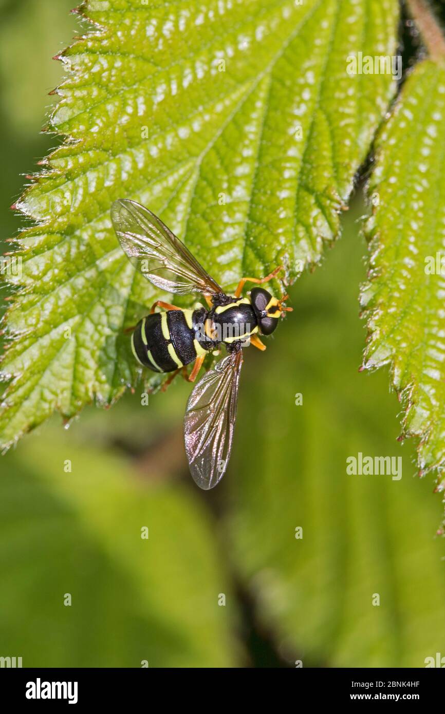 Hoverfly (Xanthrogramma citromasciatum) Cimitero di Brockley, Lewisham, Londra. Maggio Foto Stock