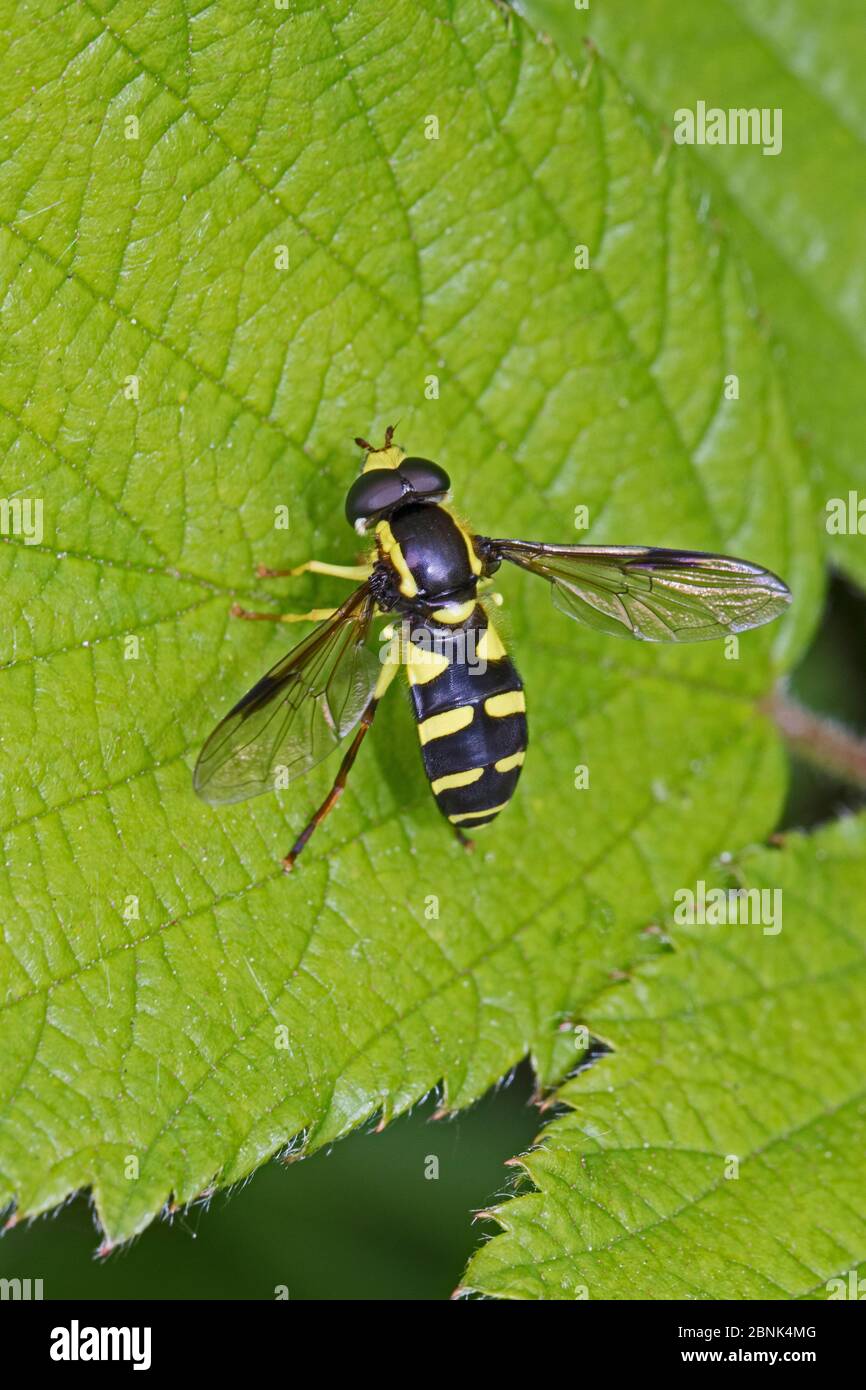 Hoverfly (Xanthrogramma pedissequum) Brockley Cemetery, Lewisham, Londra. Maggio. Foto Stock