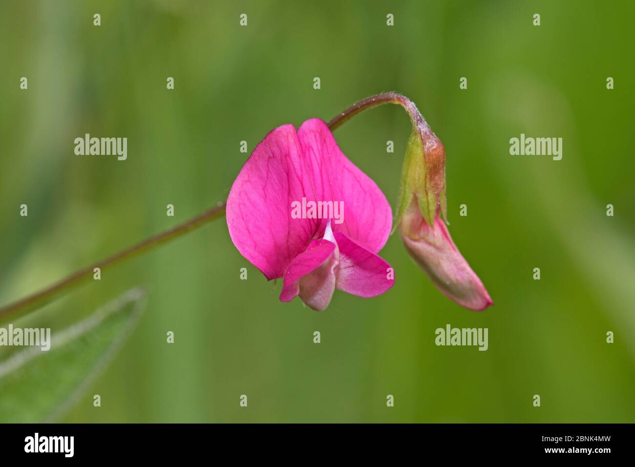 Vetch comune (Vicia sativa) Parco Naturale Sutcliffe, Eltham, Londra. Maggio. Foto Stock