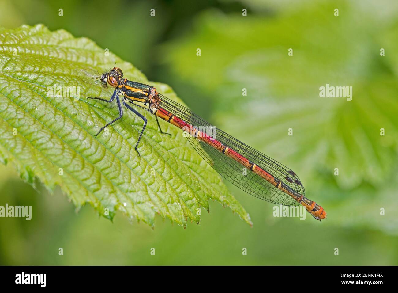 Grande damselfly rosso (Pyrhosoma nymphula) su foglia di bramble Brockley Cemetery, Lewisham, Londra. Maggio Foto Stock