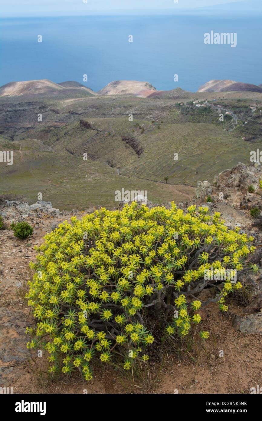 Berthelot's (Euforbia Euphorbia berthelotii) La Gomera, isole Canarie. Endemica di La Gomera. Foto Stock