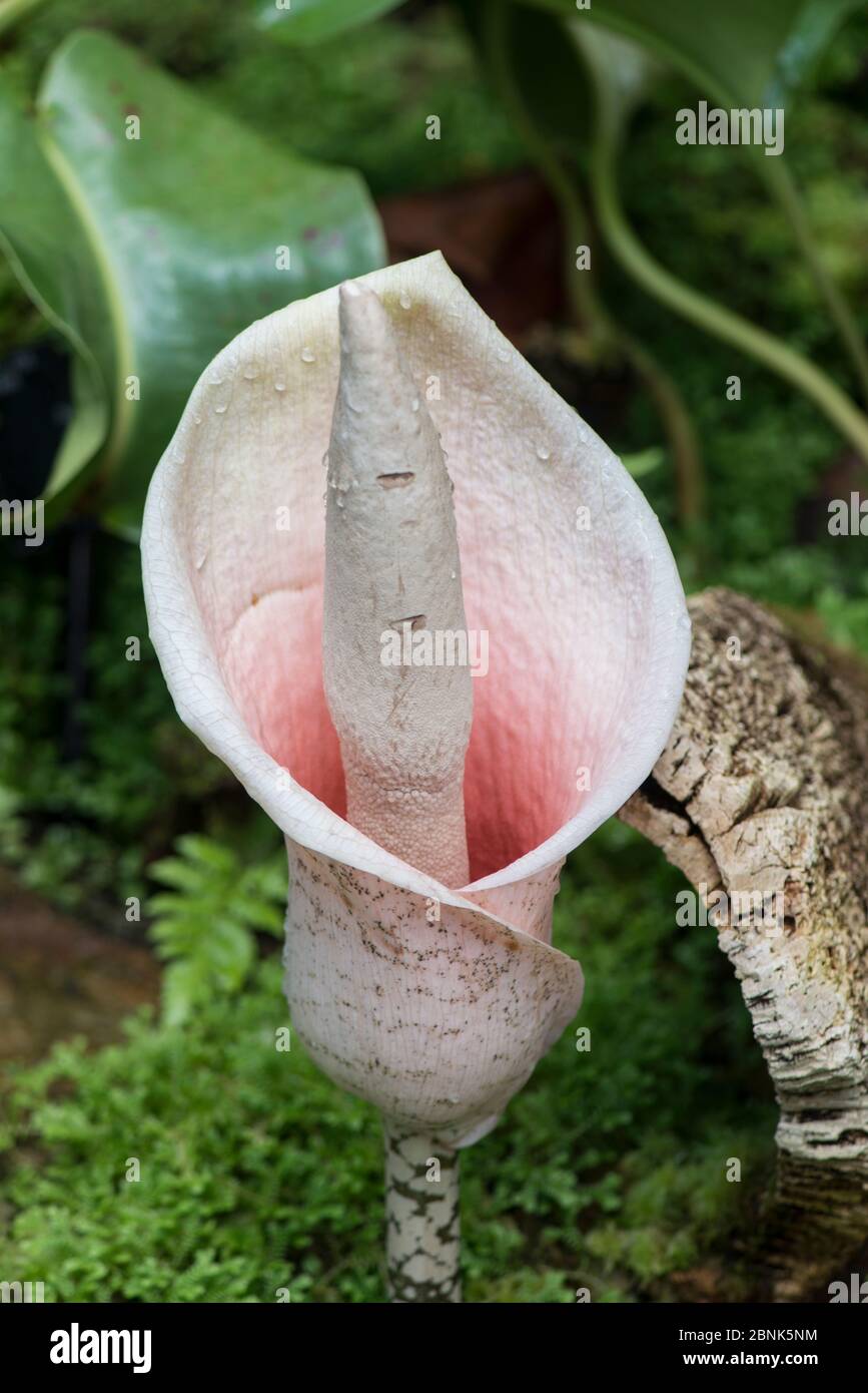 Voodoo Lily (Amorphophallus bulbifer) fiore in giardino botanico, Surrey, Inghilterra Foto Stock