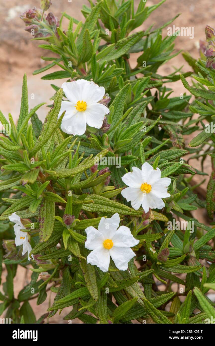 Montpellier cistus (Cistus monspeliensis) la Gomera, Isole Canarie. Foto Stock