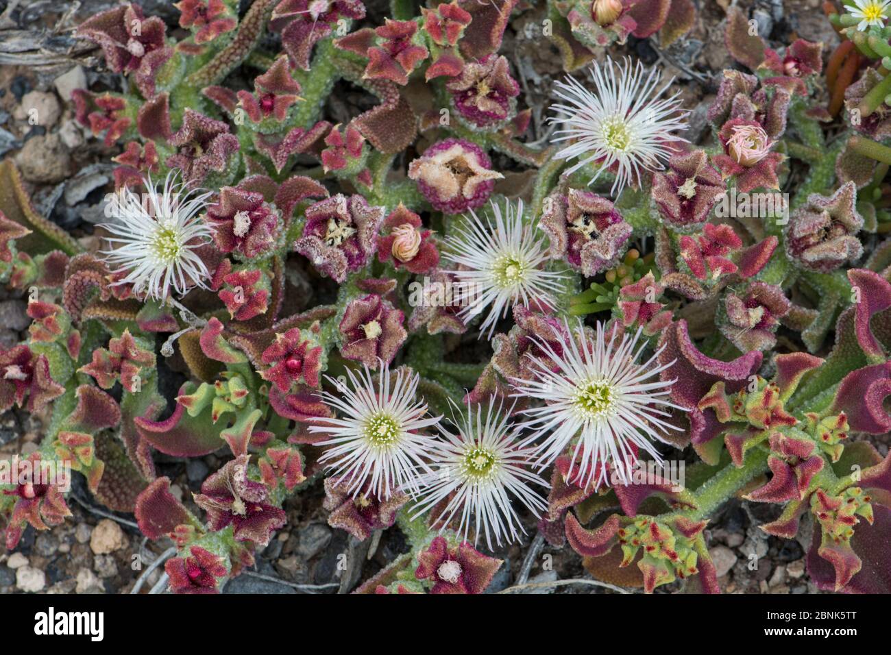 Succulente (Mesembryanthemum crystallinum) la Gomera, Isole Canarie. Foto Stock