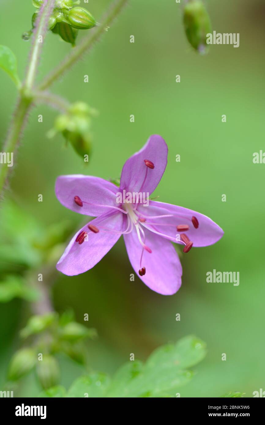 Isole Canarie Cranesbill (Geranium canariense) la Gomera, Isole Canarie Foto Stock