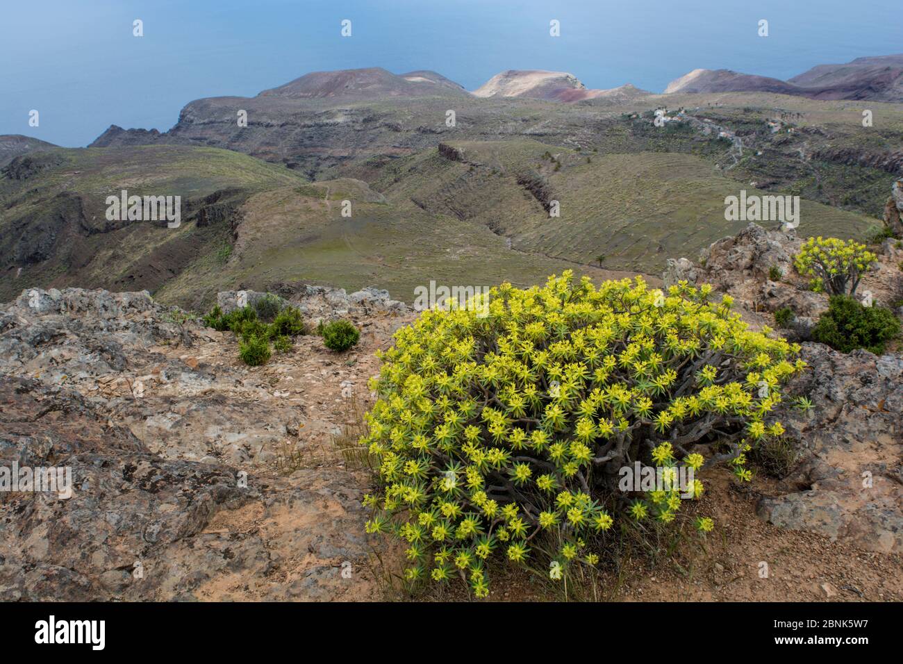 Berthelot's (Euforbia Euphorbia berthelotii) La Gomera, isole Canarie. Endemica di La Gomera. Foto Stock