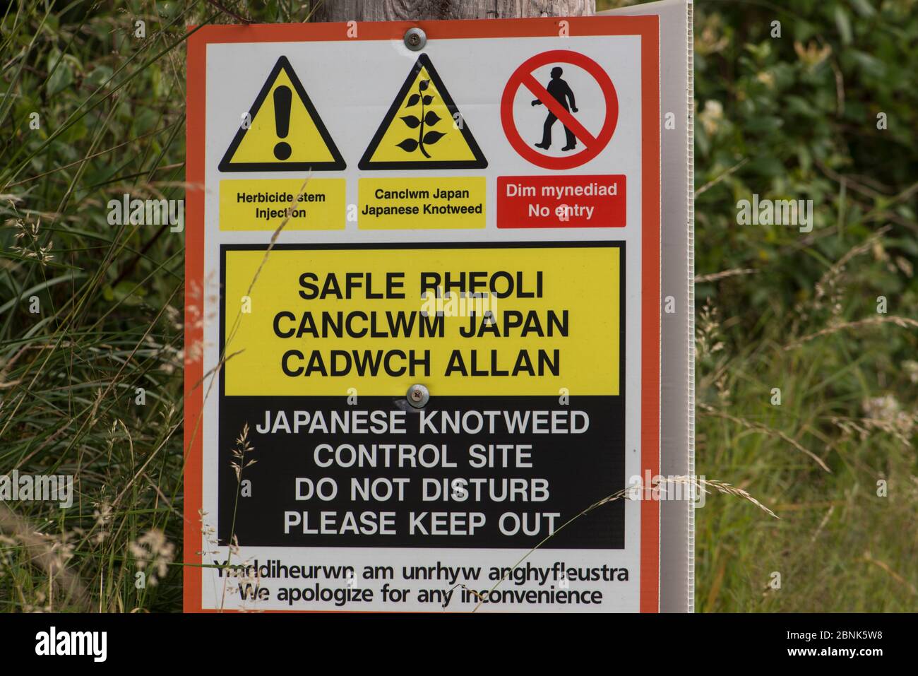 Cartello di controllo giapponese su nodweed (Fallopia japonica), Snowdonia National Park, Galles del nord. Luglio 2016. Foto Stock