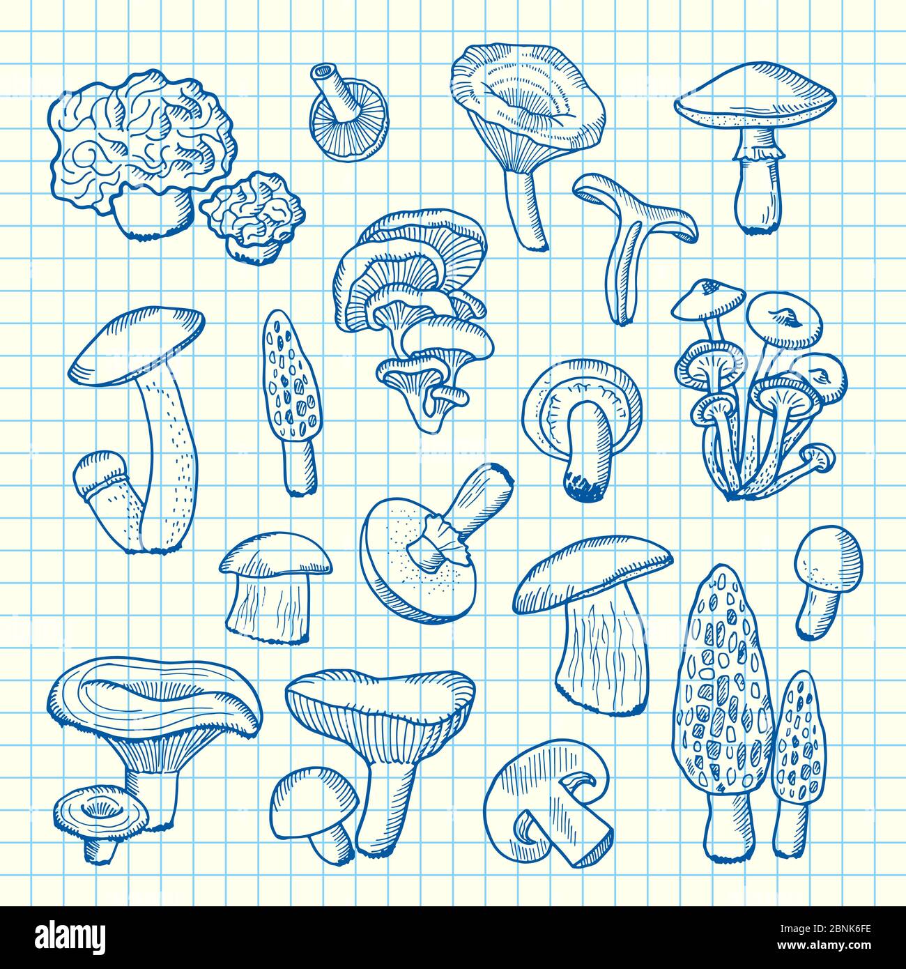 Funghi disegnati a mano vettore sull'illustrazione di foglio di cellule Illustrazione Vettoriale