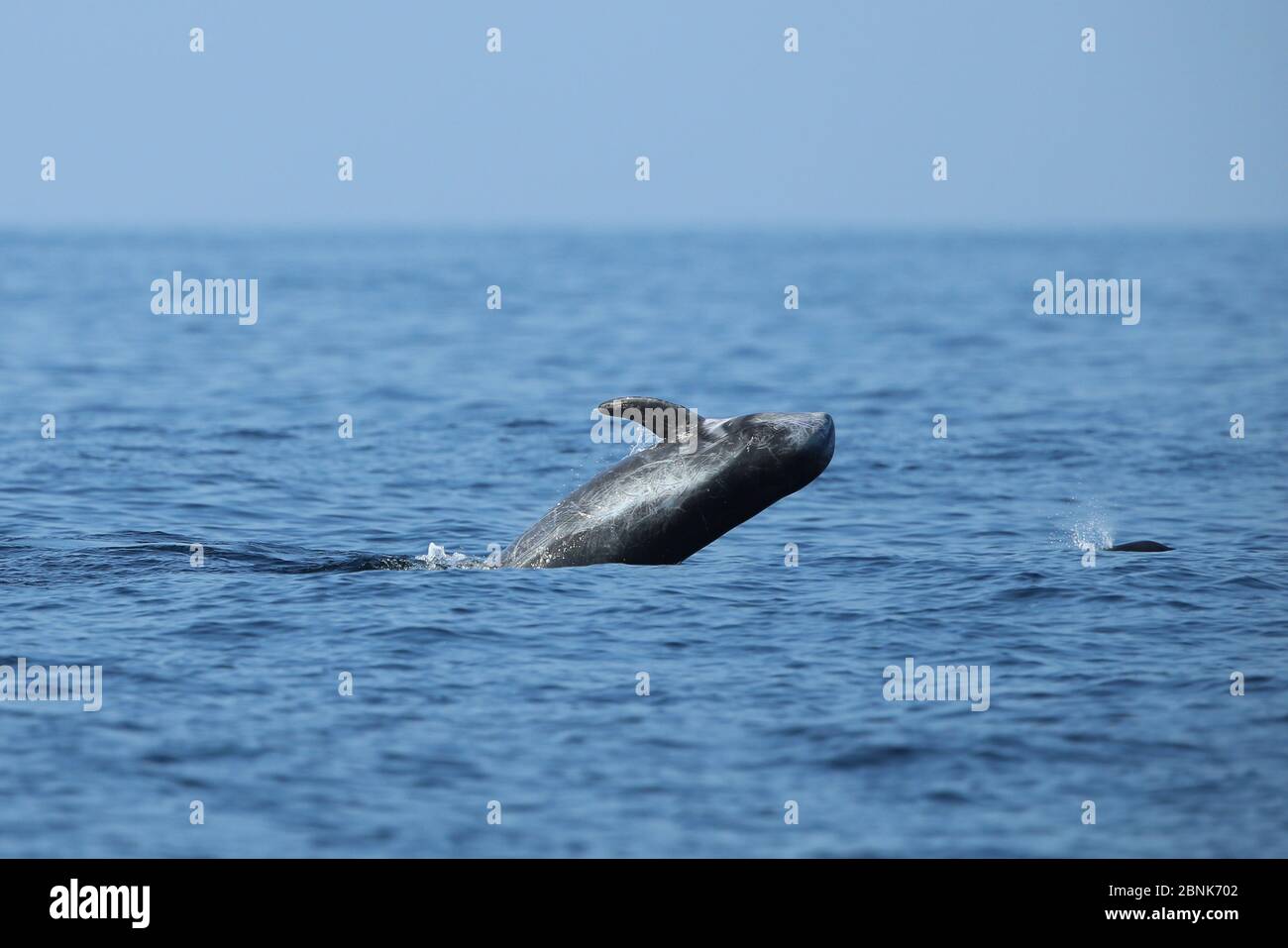 Delfino di Risso (Grampus griseus) bracing, Oman, novembre Foto Stock