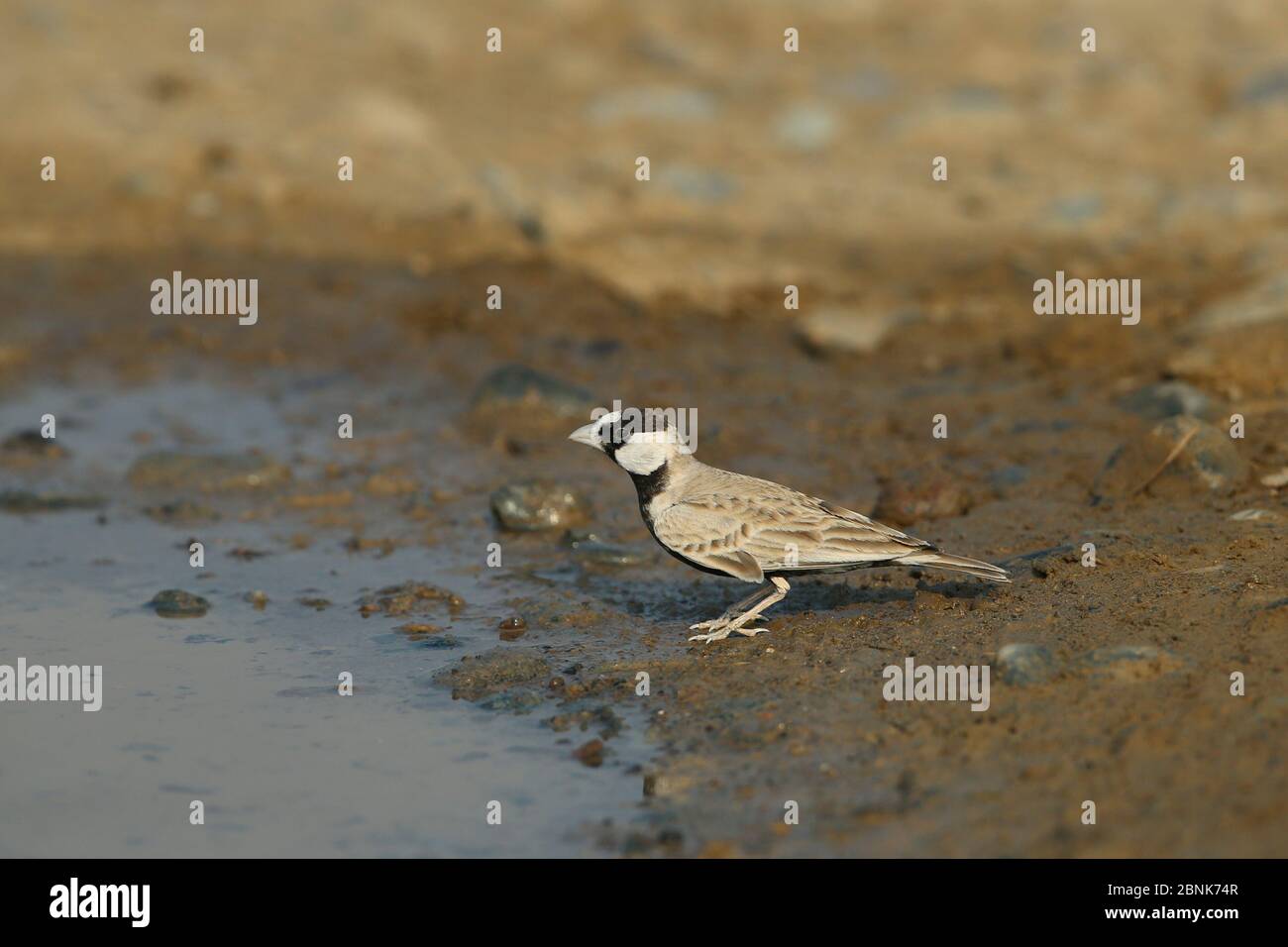 Larice di passeri incoronato nero (Eremopterix nigriceps) maschio ad acqua, Oman, dicembre Foto Stock