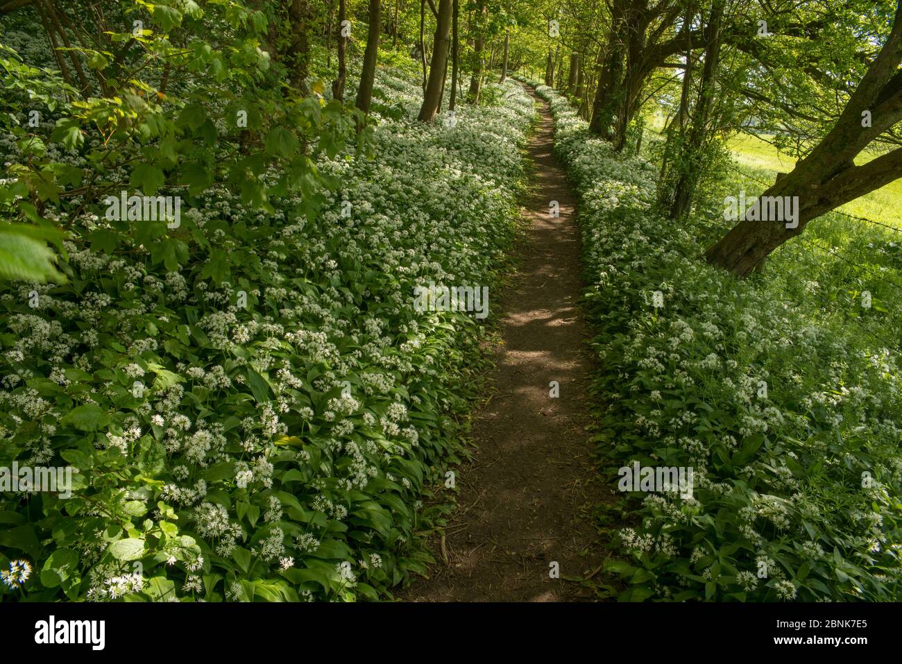 Sentiero attraverso l'aglio selvaggio / Ramsons (Allium ursinum) fioritura in Faggio bosco, Petersfield, Hampshire, Inghilterra, Regno Unito. Maggio 2015. Foto Stock