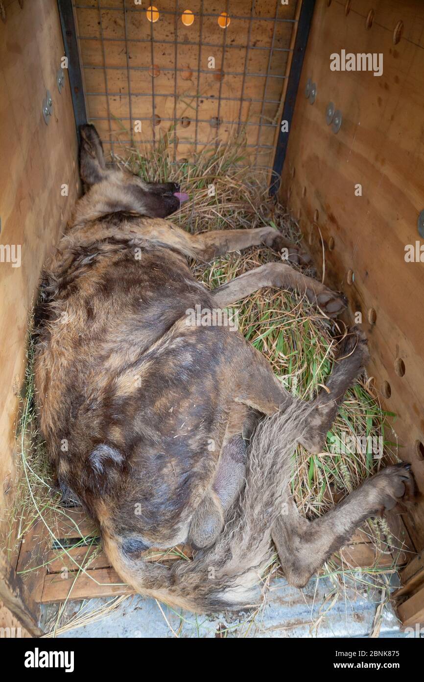 Cane selvatico africano (Lycaon pictus) che giace immobilizzato da una freccetta tranquillizzante all'interno di una cassa durante un'operazione di traslocazione sulla Riserva Venetia Limpopo Foto Stock