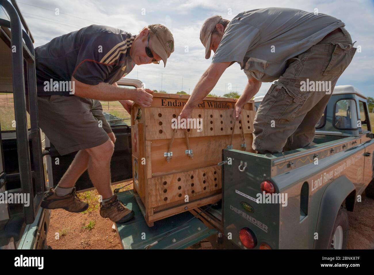 I ricercatori dell'Endangered Wildlife Trust trasferiscono una cassa contenente un cane selvatico africano maschio immobilizzato adulto (Lycaon pictus) da un veicolo Foto Stock