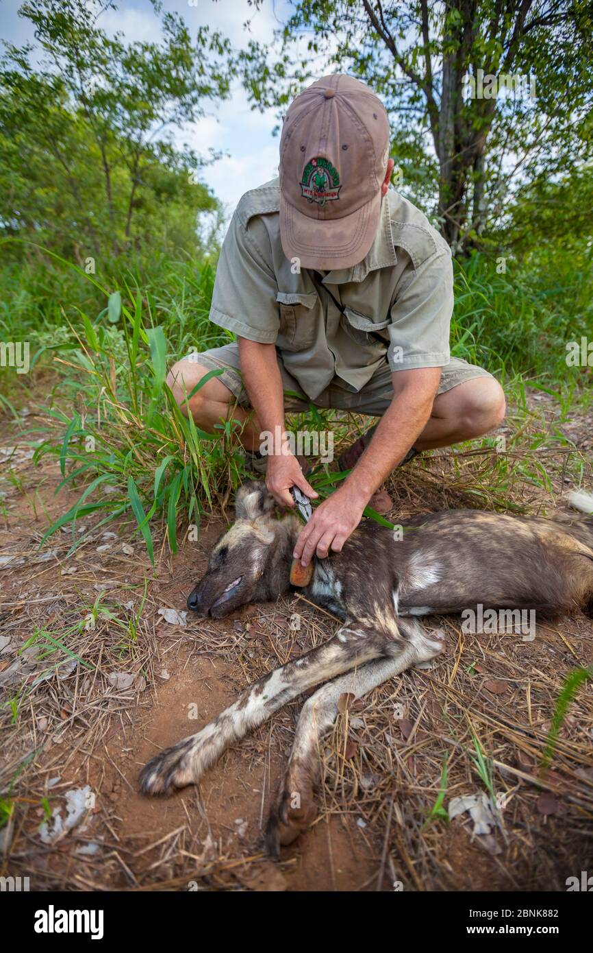Ricercatore della Endangered Wildlife Trust rimozione di un collare radio da un cane adulto maschio africano selvaggio (Lycaon pictus) ucciso da un morso serpente, Vene Foto Stock