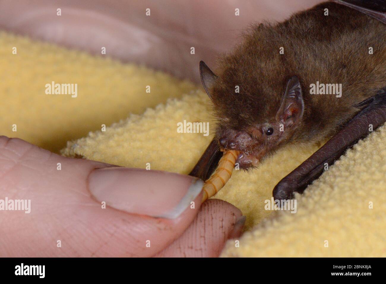 Samantha Pickering nutrendo un cucito di pipistrelle di Soprano abbandonato (Pipistrellus pygmaeus) con un verme, North Devon Bat Care, Barnstaple, Foto Stock