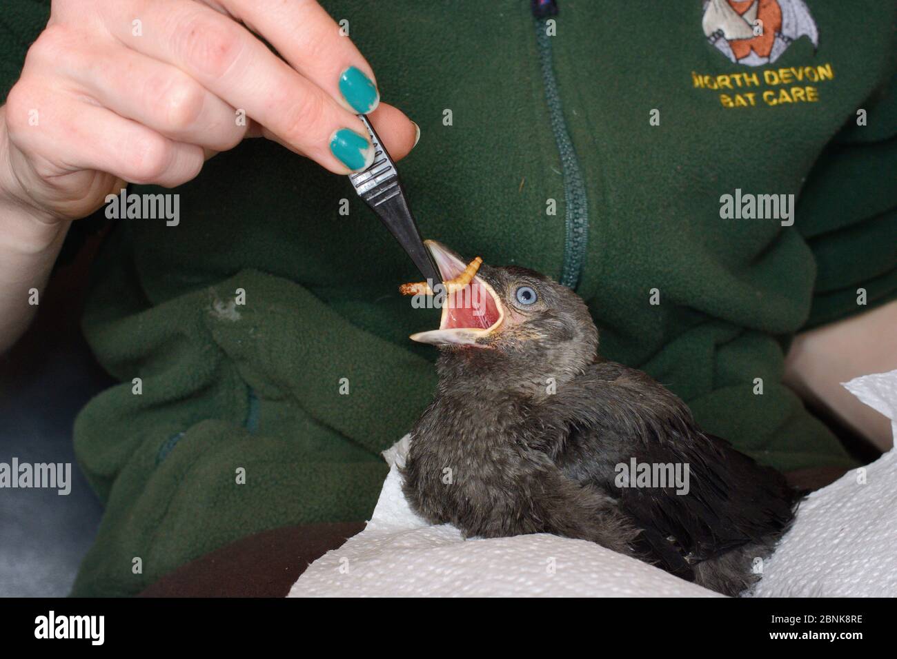 Samantha Pickering nutrire un cazzo di Jackdaw abbandonato salvato (Corvus monidula) con un mealworm, North Devon Bat Care, Barnstaple, Devon, UK, giugno. Mod Foto Stock