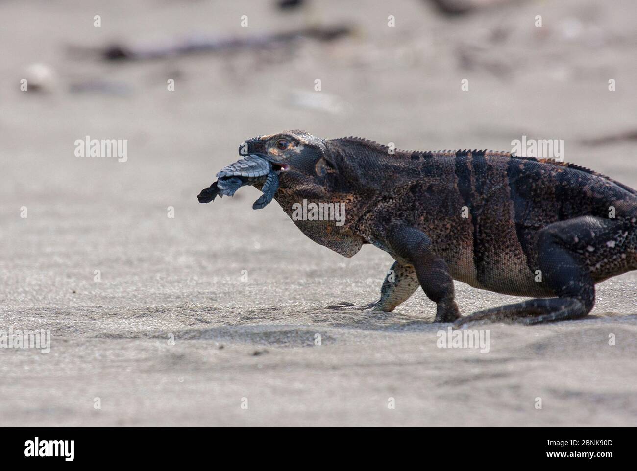 Iguana nera (Ctenosaura similis) che predona la tartaruga di ridley di oliva da cova (Lepichelys olivacea), Nancite, Parco Nazionale di Santa Rosa, Costa Rica. Foto Stock