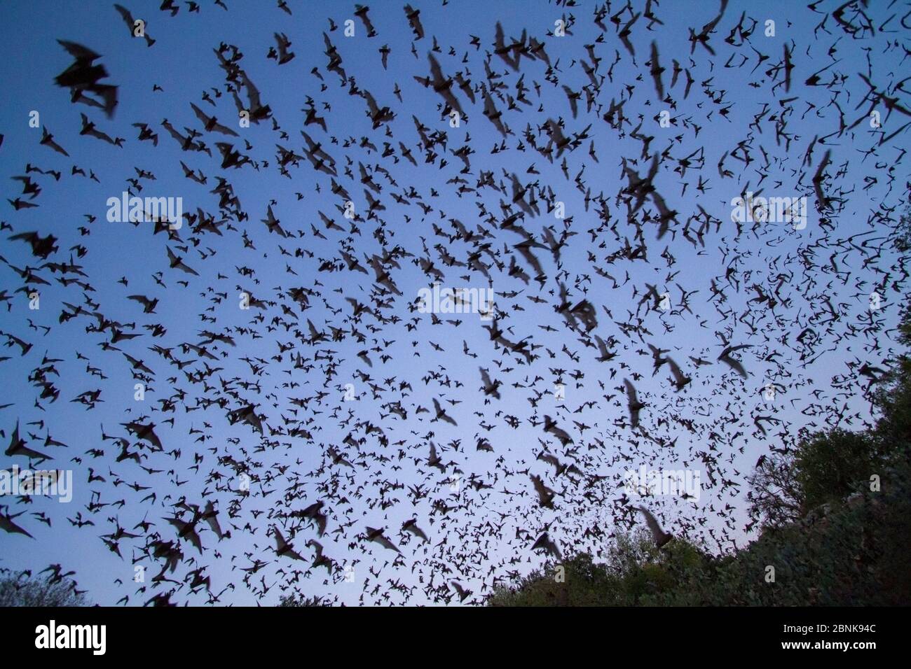 Pipistrelli messicani a coda libera (Tadarida brasiliensis), lasciando Bracken Cave, Texas. La Grotta di Bracken è la casa estiva di oltre 15 pipistrelli miliones, che la rendono Foto Stock