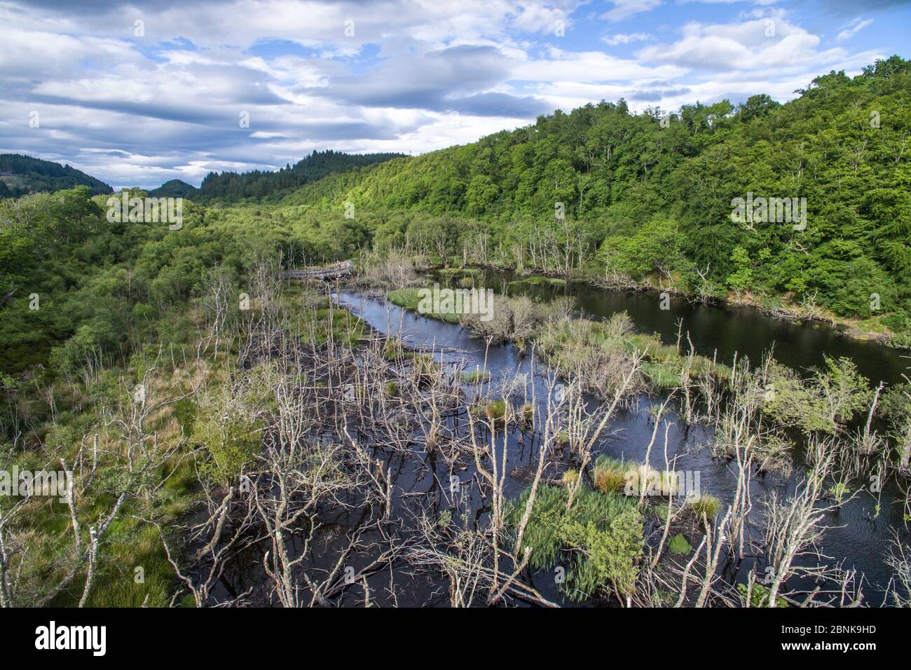 Habitat delle zone umide creato da castori europei (fibra di Castor) a Dubh Loch come parte del processo di castori scozzesi, la foresta di Knapdale, Argyll e Bute, Scotla Foto Stock