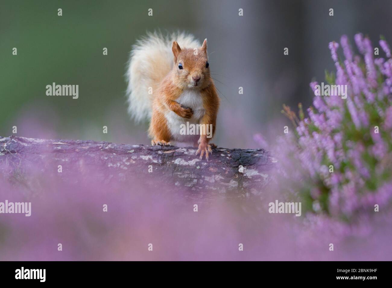 Scoiattolo rosso (Sciurus vulgaris) sul tronco circondato da erica, Cairngorms National Park, Scozia, Regno Unito, agosto. Foto Stock