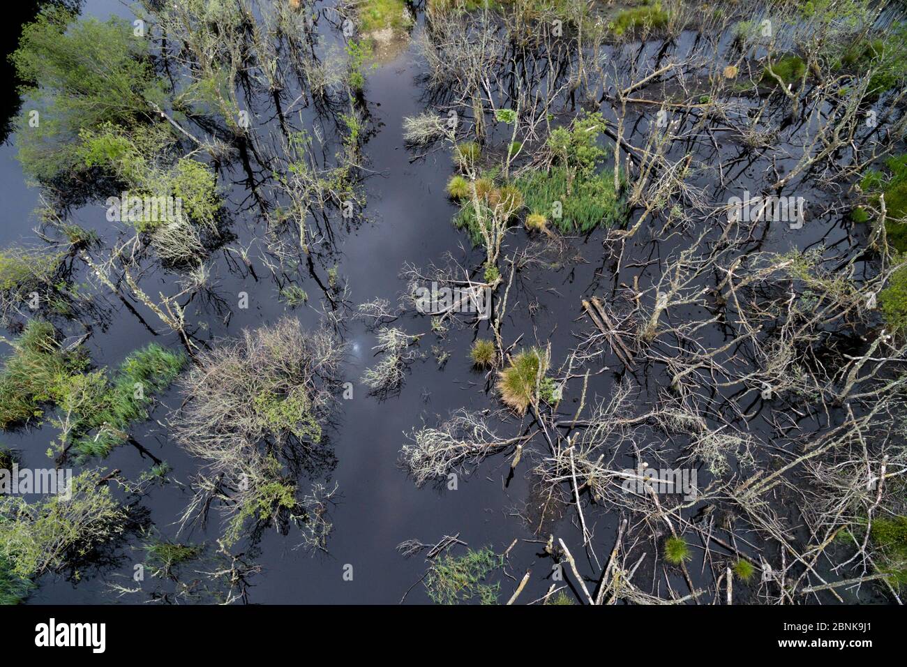 Vista aerea che si affaccia sull'habitat delle zone umide creato da castori europei (fibra di Castor) a Dubh Loch nell'ambito del processo Scottish Beaver, Foresta di Knapdale, Foto Stock