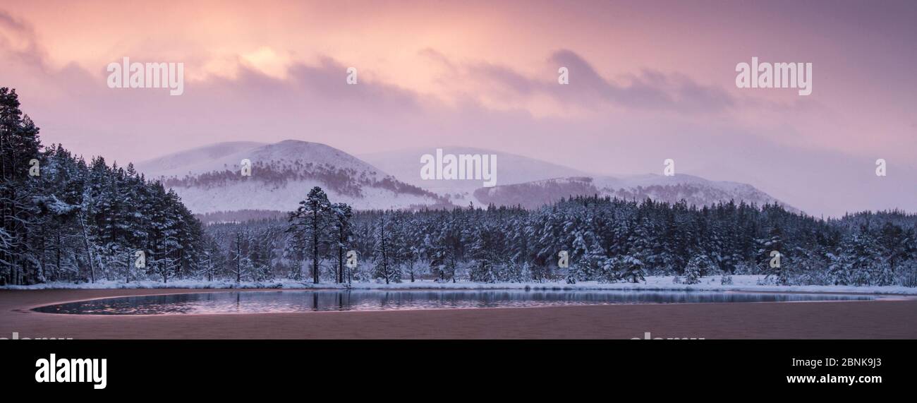In gran parte congelato Uath Lochan circondato da alberi di pino scozzese innevato (Pinus sylvestris) all'alba, Cairngorms National Park, Scozia, Regno Unito, gennaio Foto Stock