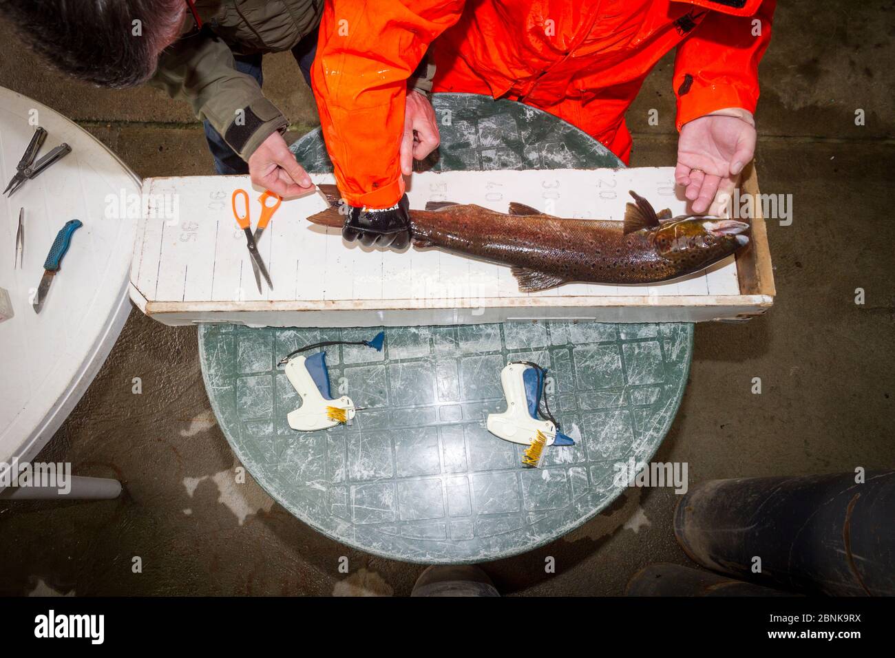 Biologo che misura il salmone Atlantico (Salmo salar) in vivaio prima di essere rilasciato nuovamente in natura, sandbank Hatchery, Glenlivet, Moray, SCO Foto Stock