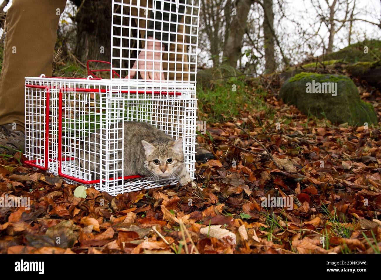 Persona che rilascia un giovane gatto selvatico scozzese (Felis silvestris grampia) ibrido gatto feriale crociato (Felis catus) dopo il neutering, Aberdeenshire, Scotl Foto Stock