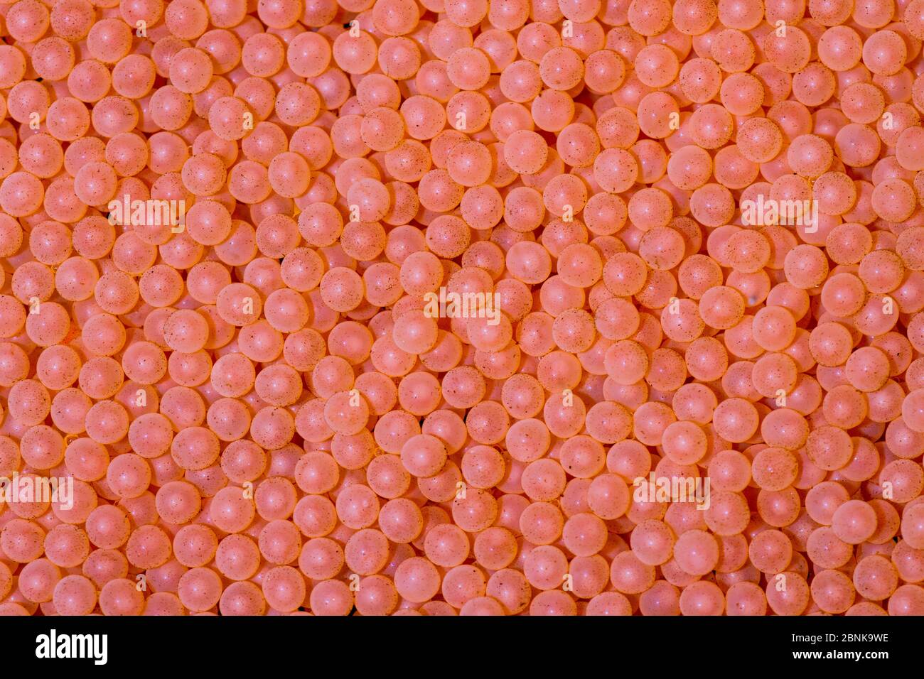 Uova di salmone dell'Atlantico (Salmo salar) dopo la raccolta da un pesce femminile adulto, vivaio di banchi di sabbia, Glenlivet, Moray, Scozia, Regno Unito, novembre. Foto Stock