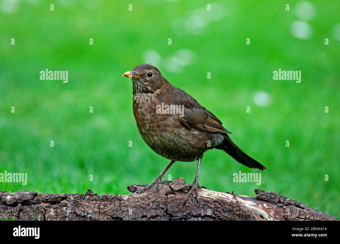 Edimburgo, Scozia, Regno Unito. 15 maggio 2020. Le condizioni di nuvoloso offrono un'illuminazione ideale per la fotografia di animali selvatici. Nella foto: Giovane allarme Blackbird pulcino (Turdus Merula) con piumaggio speckled appollaiato su un ceppo in giardino domestico. Foto Stock