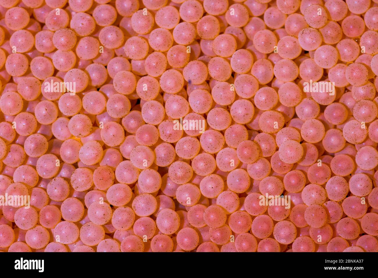 Uova di salmone dell'Atlantico (Salmo salar) dopo la raccolta da un pesce femminile adulto, vivaio di banchi di sabbia, Glenlivet, Moray, Scozia, Regno Unito, novembre. Foto Stock