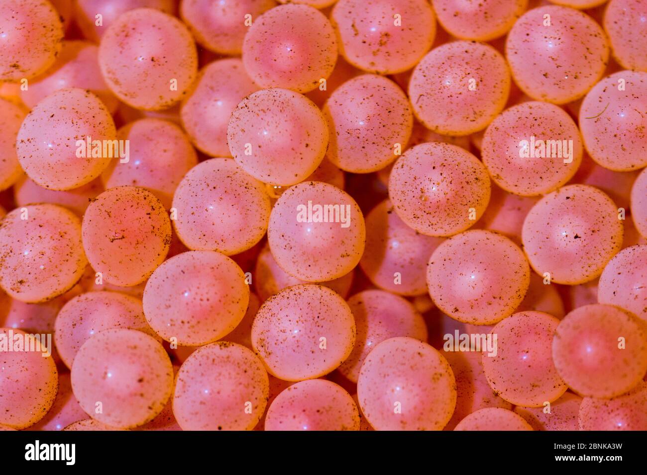 Uova di salmone dell'Atlantico (Salmo salar) dopo la raccolta da un pesce femminile adulto, vivaio di banchi di sabbia, Glenlivet, Moray, Scozia, Regno Unito, novembre. Foto Stock