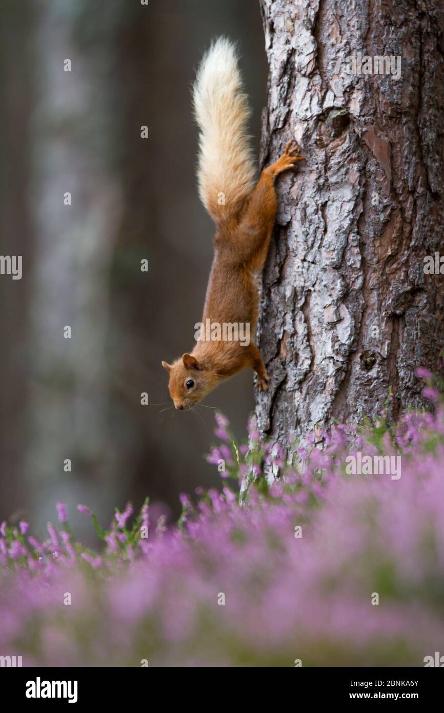 Scoiattolo rosso (Sciurus vulgaris) su tronco di albero, Cairngorms National Park, Scozia, Regno Unito, agosto. Foto Stock