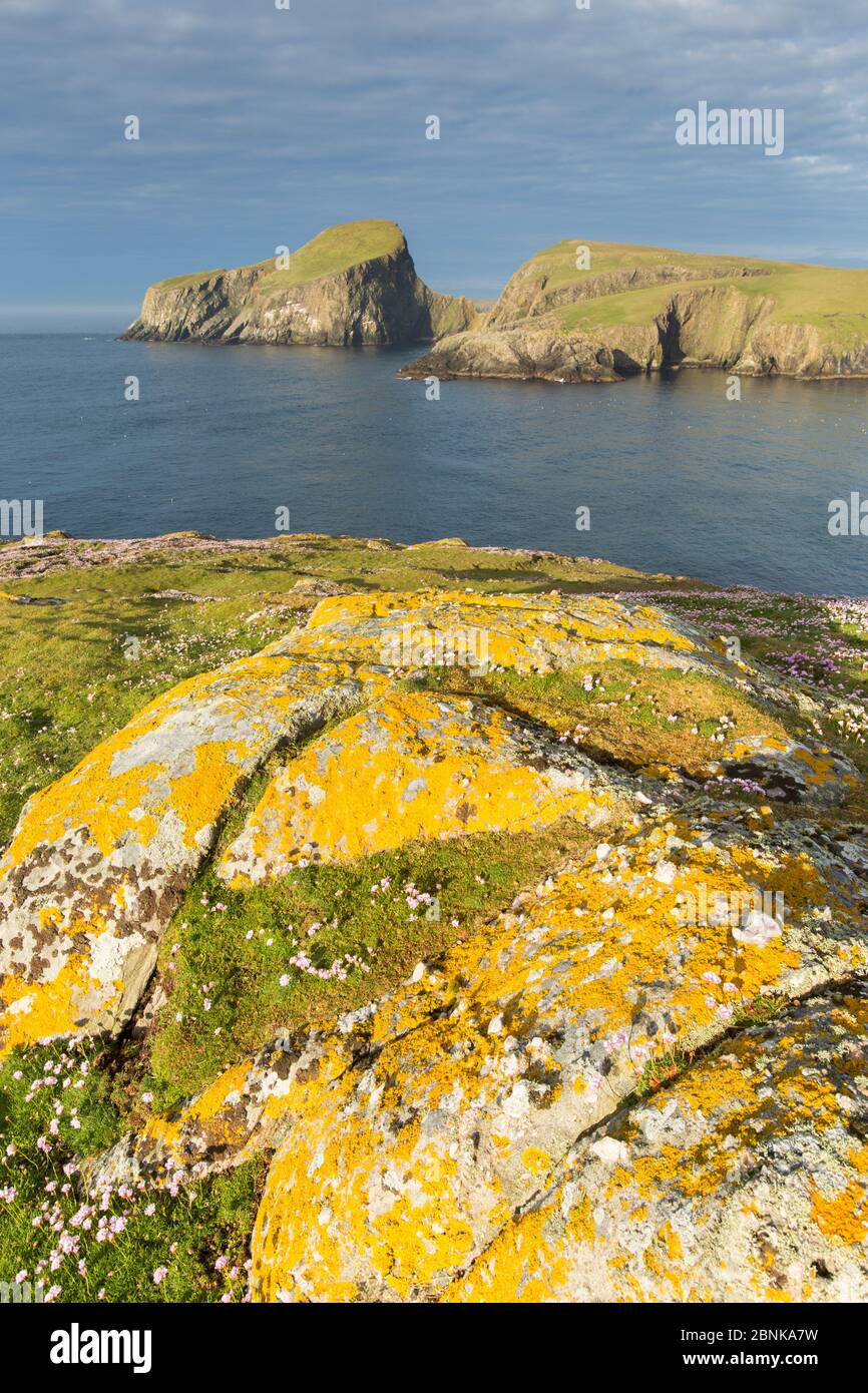 Roccia coperta con Lichen e Thrift, Fair Isle, Shetland, Scozia, Regno Unito. Foto Stock