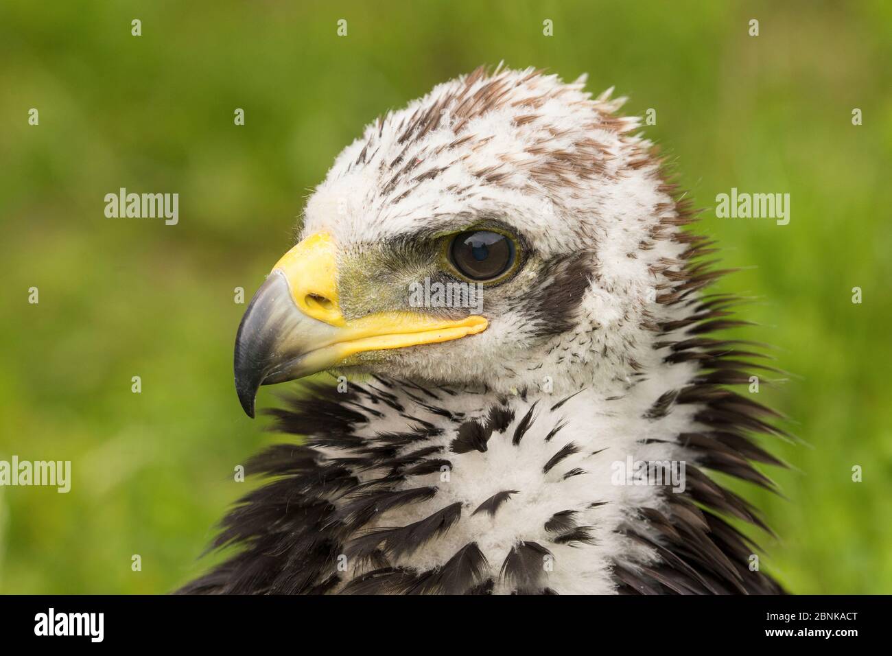 Aquila d'oro (Aquila chrysaetos) primo piano di testa di 5-6 settimane di cazzo , Scozia, Regno Unito. Foto Stock