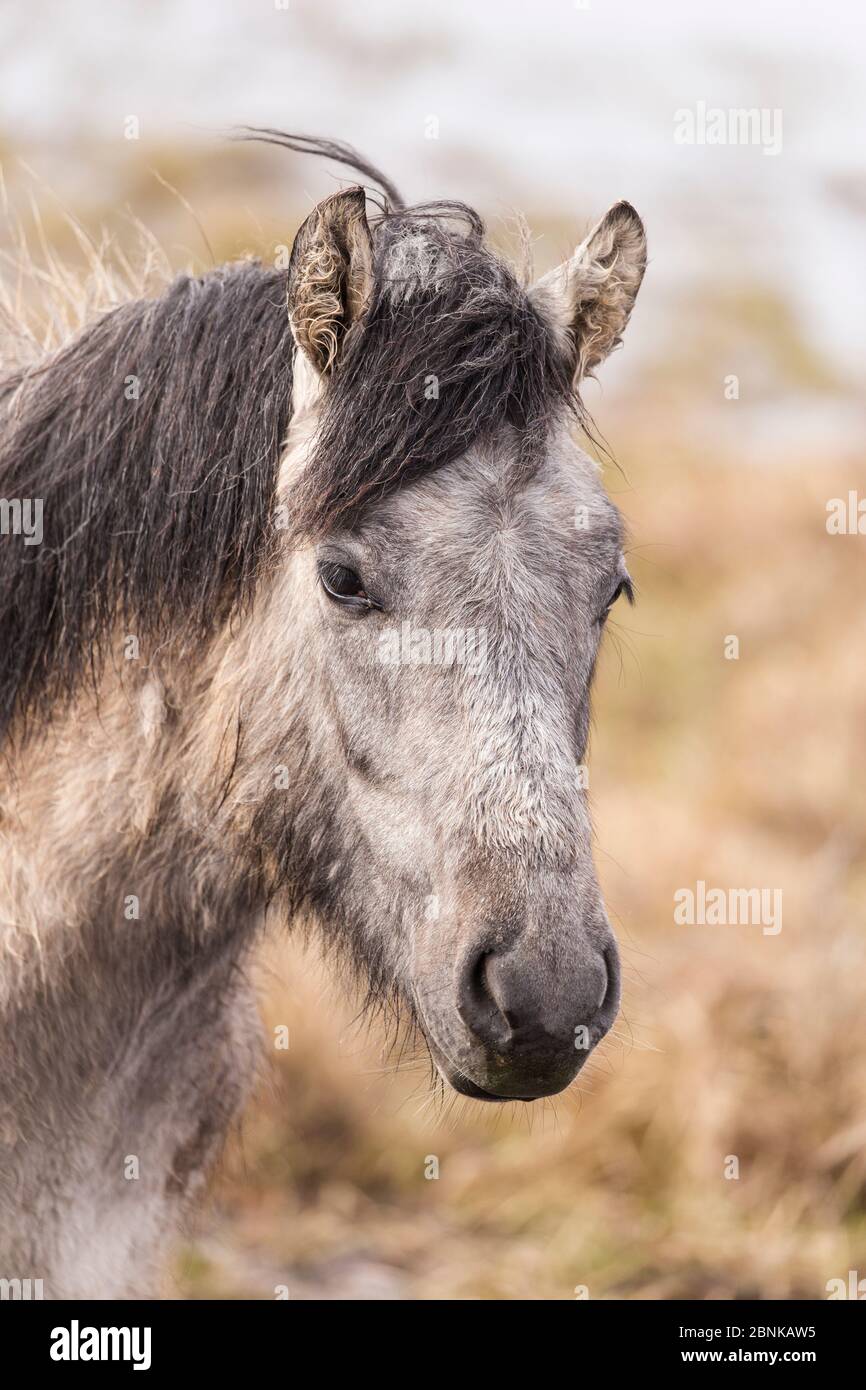 Pony delle Highland utilizzato per pascolare habitat delle zone umide come parte del piano di gestione per la conservazione degli uccelli, Strathspey, Scozia, Regno Unito, aprile. Foto Stock