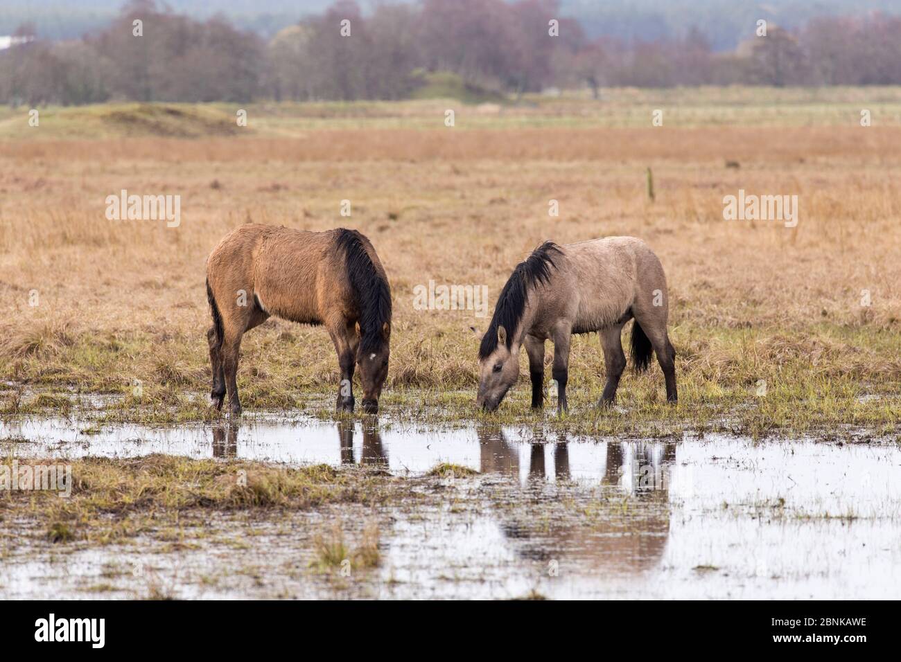 I pony delle Highland usavano per pascolare l'habitat delle zone umide come parte del piano di gestione, Strathspey, Scozia, aprile. Foto Stock