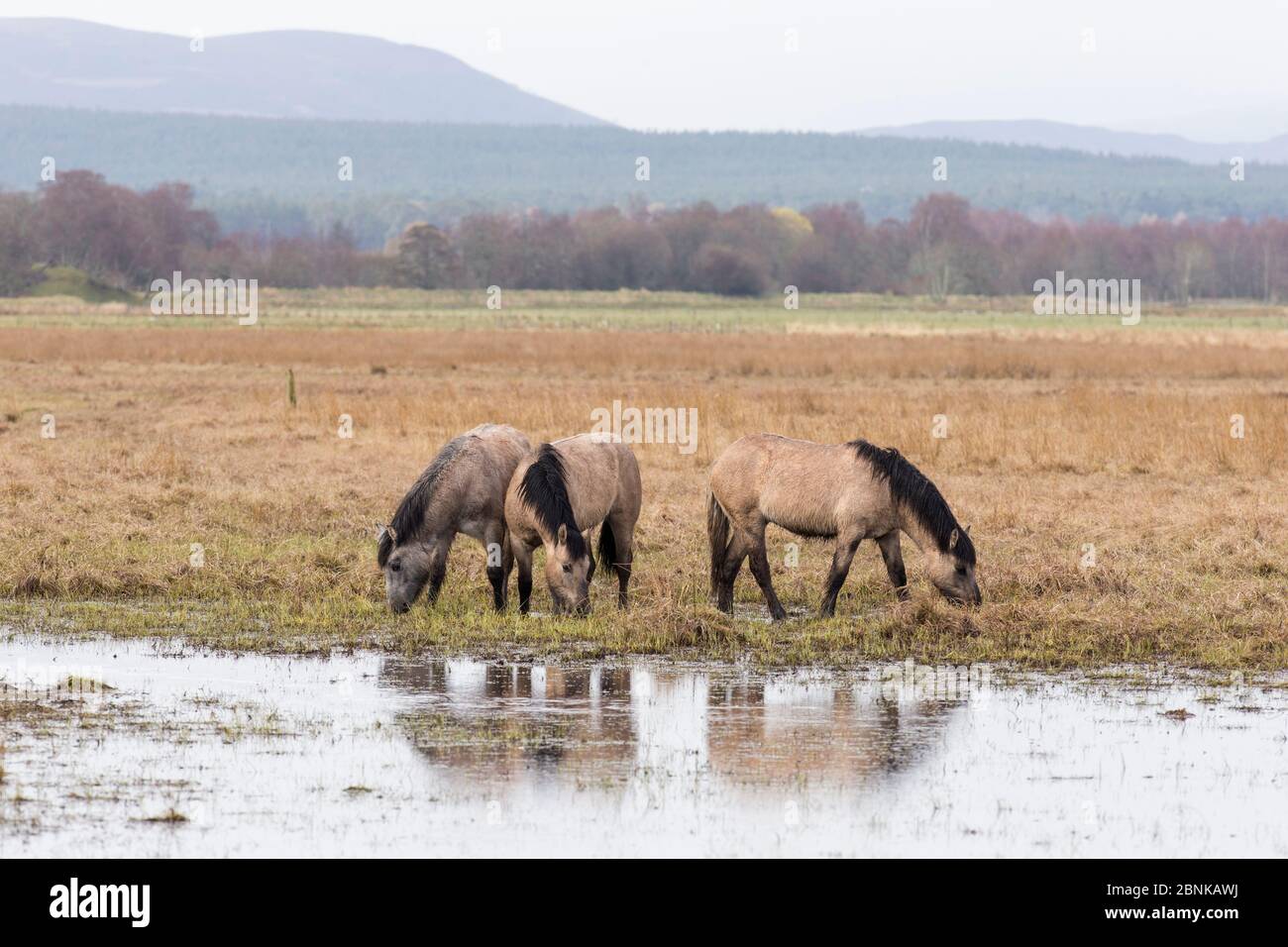 I pony delle Highland usavano per pascolare l'habitat delle zone umide come parte del piano di gestione, Strathspey, Scozia aprile. Foto Stock