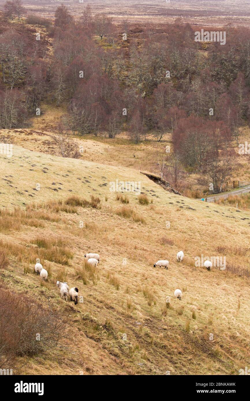 Pascolo di pecore che pascolano l'altopiano, Strathspey, Scozia, Regno Unito, aprile. Foto Stock