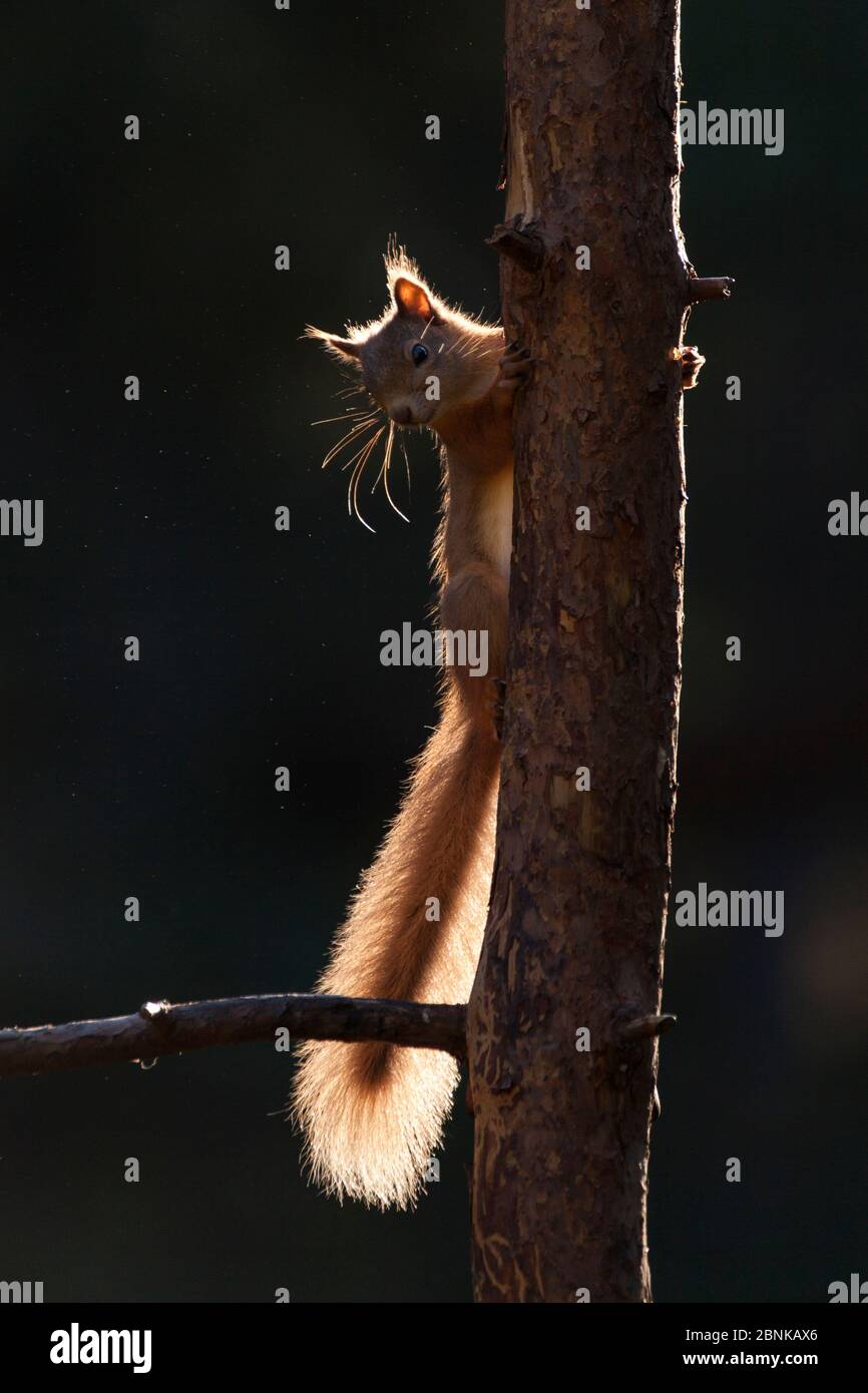 Scoiattolo rosso (Sciurus vulgaris) retroilluminato su giovane pino, Scozia, Regno Unito, settembre. Foto Stock