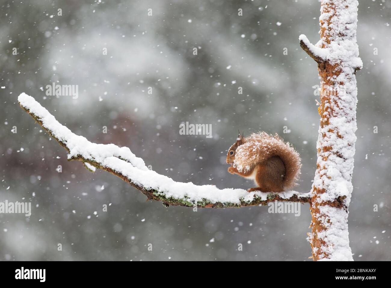 Red Squirrel (Sciurus vulgaris) in succursale in nevicate pesanti, Scozia, Regno Unito. Febbraio. Foto Stock