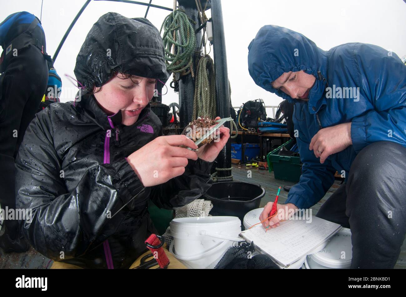 Scienziati dell'Università di Heriot Watt che misurano le cozze di Cavallo (Modiolus modiolus), una caratteristica marina prioritaria. All'interno di un'area Marina protetta, Shetlan Foto Stock