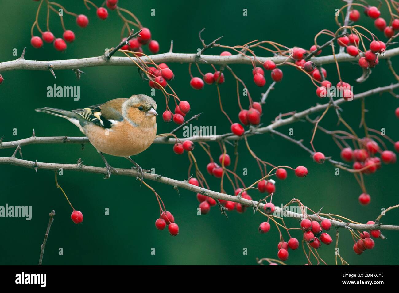 Chaffinch (Fringilla coelebs) maschio su frutti di bosco di biancospino, Inghilterra, Regno Unito, novembre. Foto Stock